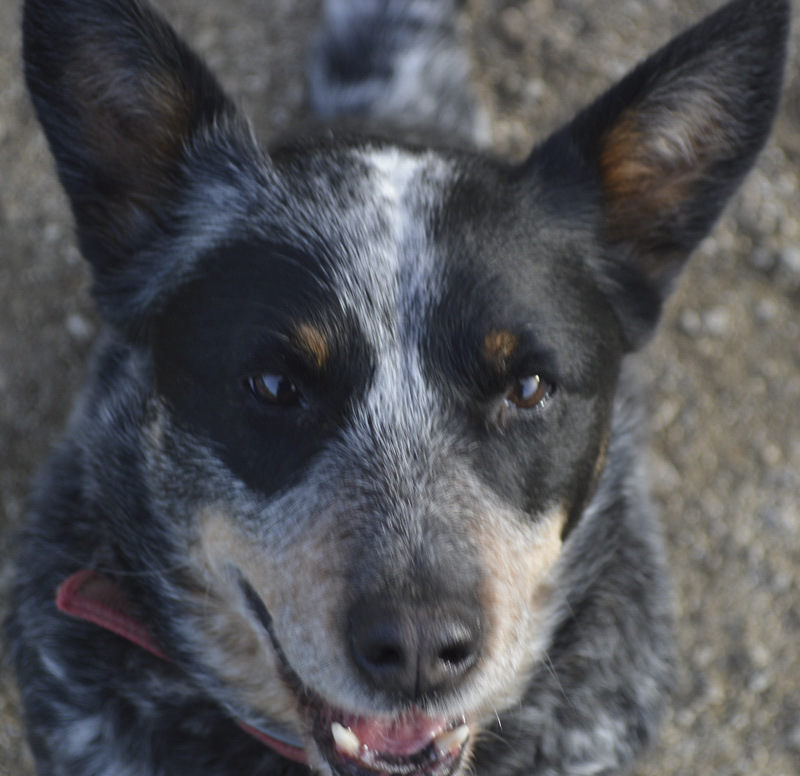 Dog Kennels Gippsland